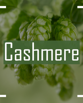 Cashmere Hops - 2023 Harvest