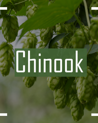 Chinook Hops on the bine