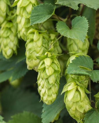 Galena Hops - 2024 Harvest Dry Whole Cone