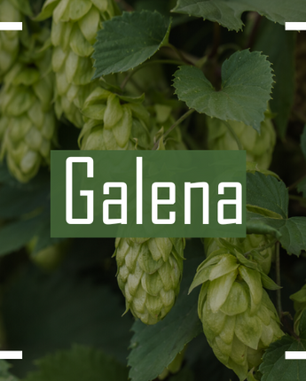 Galena Hops - 2024 Harvest Dry Whole Cone