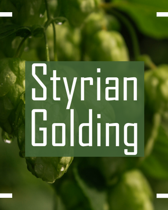 Styrian Golding Hops - 2024 Harvest Dry Whole Cone