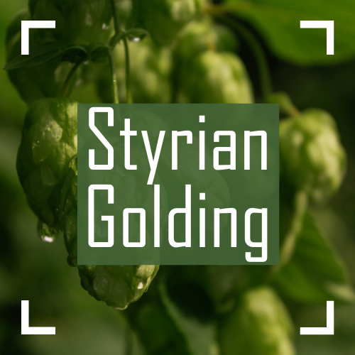 Styrian Golding Hops on the bine