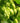 Styrian Golding Hops - 2024 Harvest Wet Hops