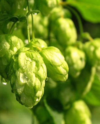 Styrian Golding Hops - 2024 Harvest Dry Whole Cone