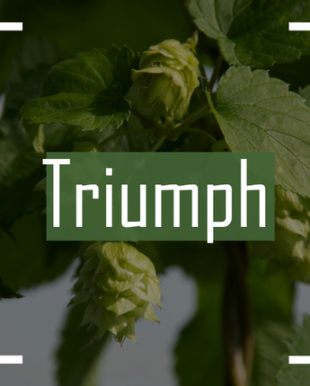 Triumph Hops - 2024 Harvest Wet Hops
