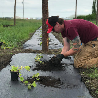 From-Yard-to-Pint-Glass-Mastering-the-Art-of-Growing-Hops-at-Home-Planting by Stormy Acres | All-natural soap for sensitive skin