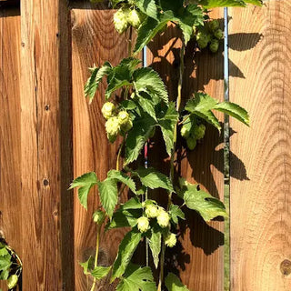 From-Yard-to-Pint-Glass-Mastering-the-Art-of-Growing-Hops-at-Home-Rhizomes-or-Plants by Stormy Acres | All-natural soap for sensitive skin