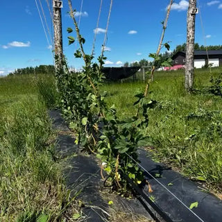 From-Yard-to-Pint-Glass-Mastering-the-Art-of-Growing-Hops-at-Home-Training by Stormy Acres | All-natural soap for sensitive skin