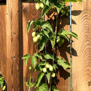 From Yard to Pint Glass: Mastering the Art of Growing Hops at Home | Rhizomes or Plants