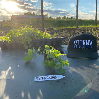 Our-Plants by Stormy Acres | All-natural soap for sensitive skin