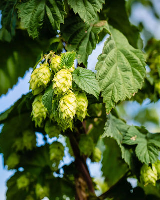 Hops by  Stormy Acres | All-natural soap for sensitive skin