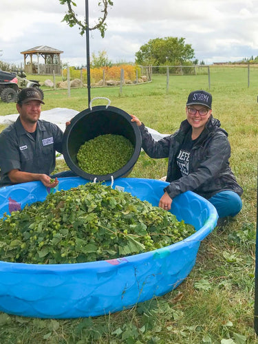 Fresh wet hops | Promoting eco-friendly hops soap