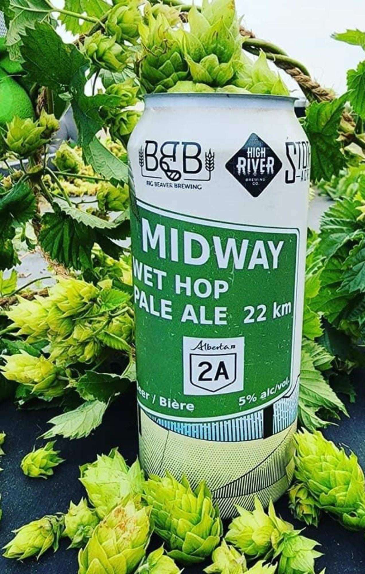 Hand-harvested hops for skincare products on Saskatchewan farm