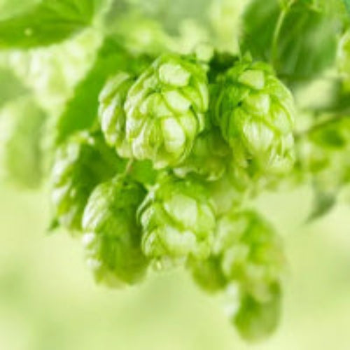 Cashmere Hops by HOP Shop | All-natural soap for sensitive skin
