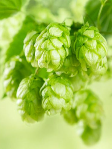 Cashmere | Handcrafted hops-based soap