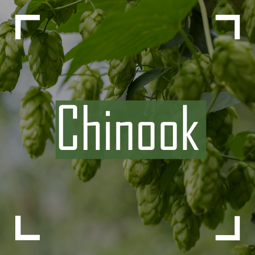 Chinook Hops on the bine