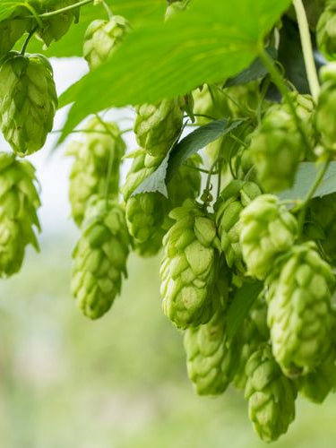 Chinook | Handcrafted hops-based soap