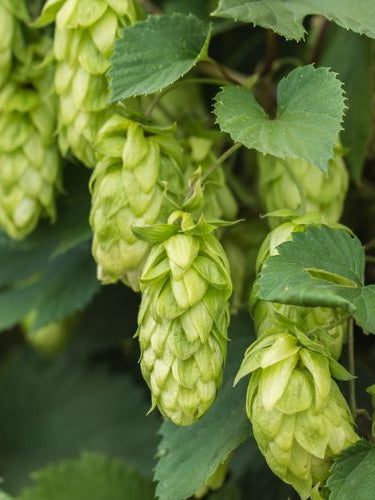 Galena | Handcrafted hops-based soap