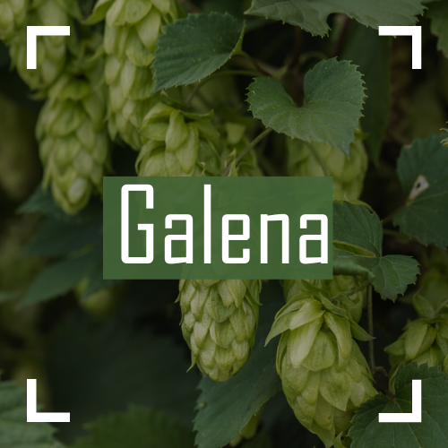 Galena Hops on the bine