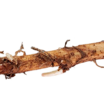 Hop Rhizomes **Pre-Order** by HOP Shop | All-natural soap for sensitive skin