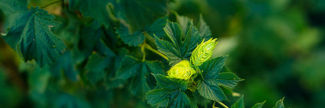 Hop cone| Handcrafted hops-based soap