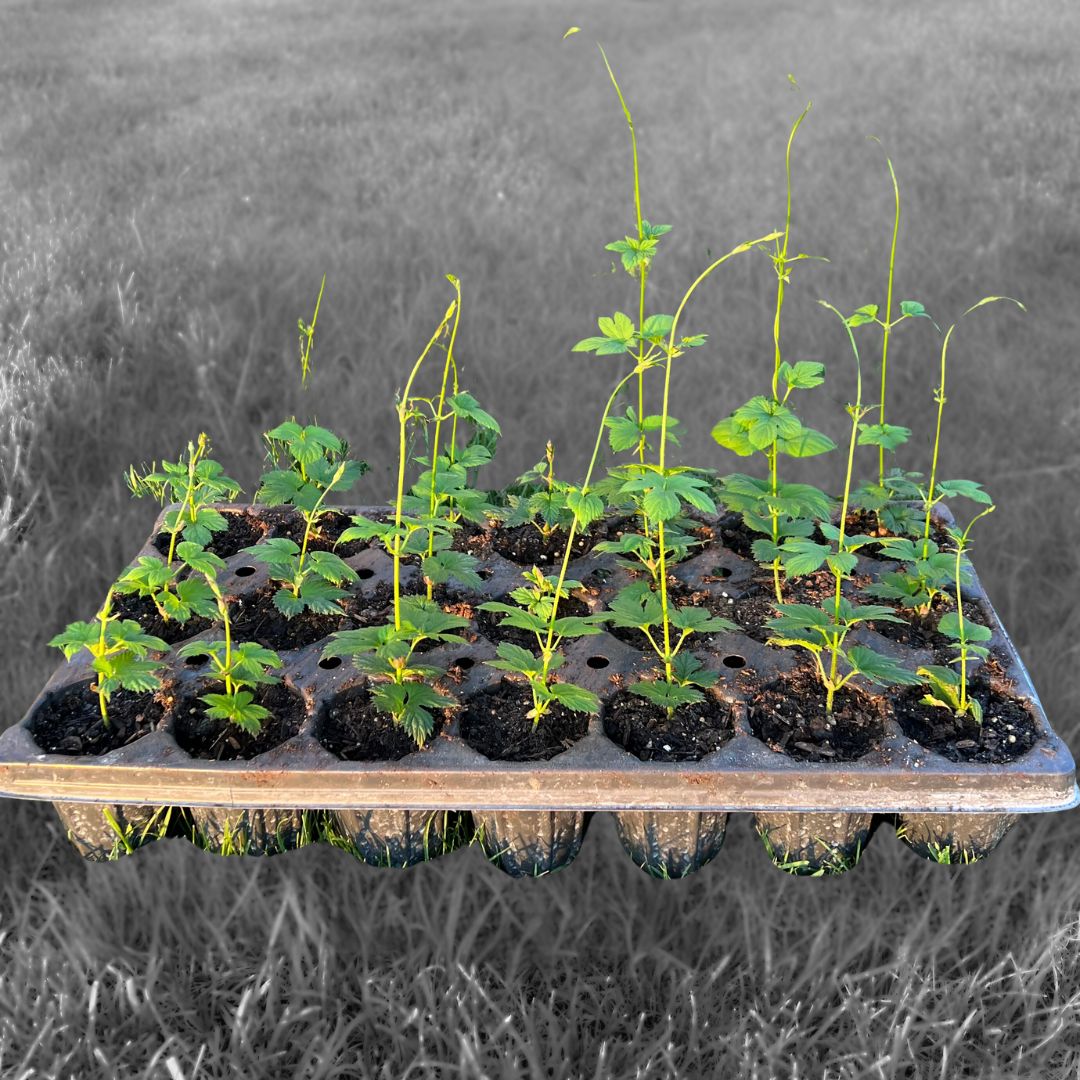 Hop Plants ** Pre-order** - Stormy Acres | Sustainable skincare ingredients
