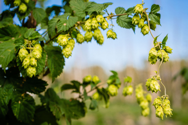 What are the Hops skincare benefits?