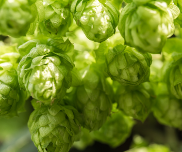 Hand-harvested hops for skincare products