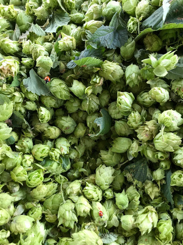 Section of field | Promoting eco-friendly hops soap
