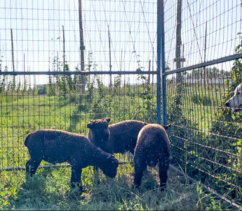 Sheeps | Farm-fresh hops soap for eco-conscious skincare