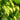 Styrian golding | Handcrafted hops-based soap