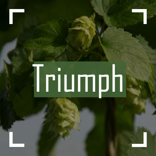 Triumph Hops on the bine