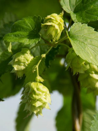 Triumph | Handcrafted hops-based soap