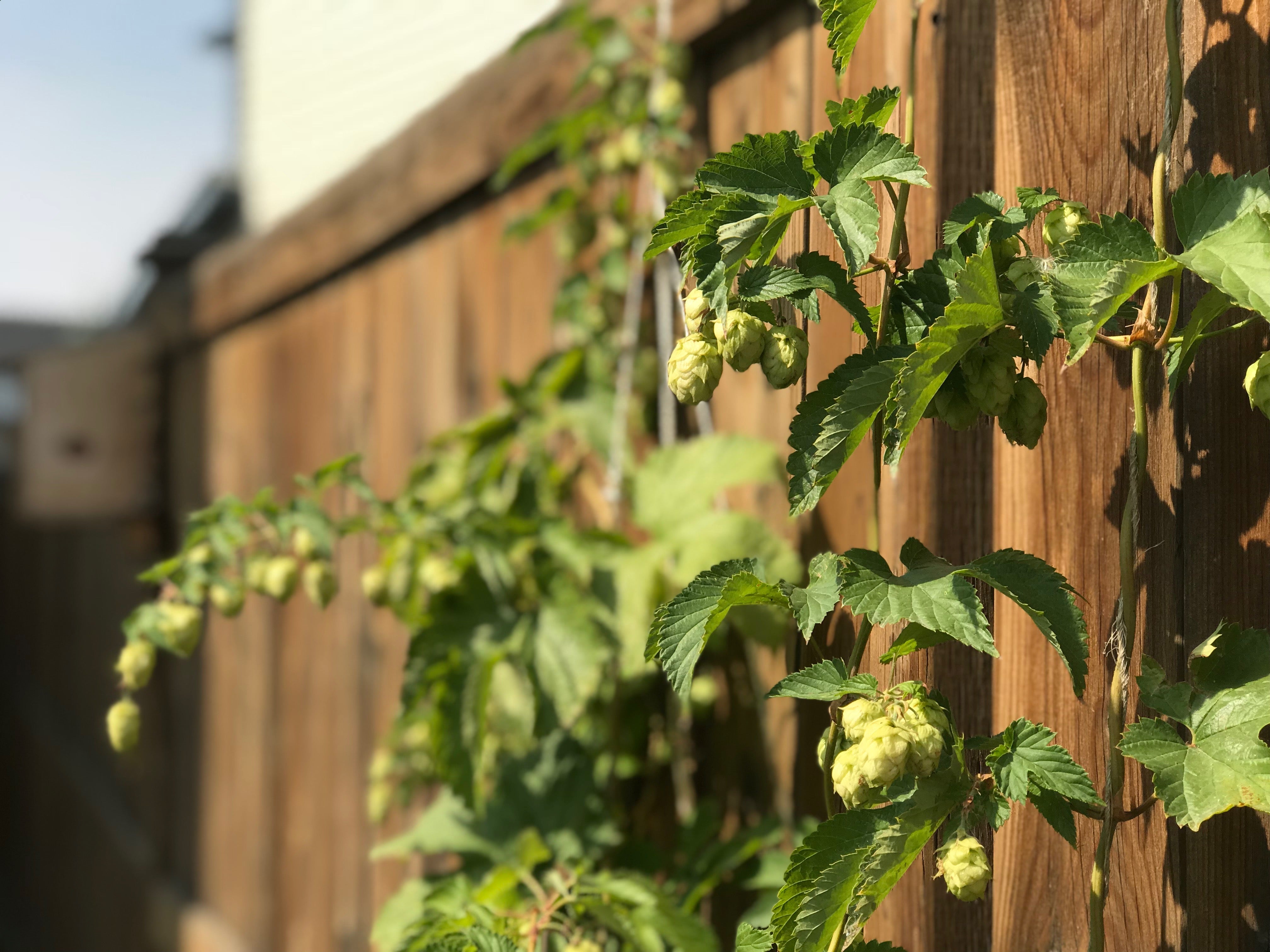 Stormy Acres Canadian farm showcasing hops cultivation